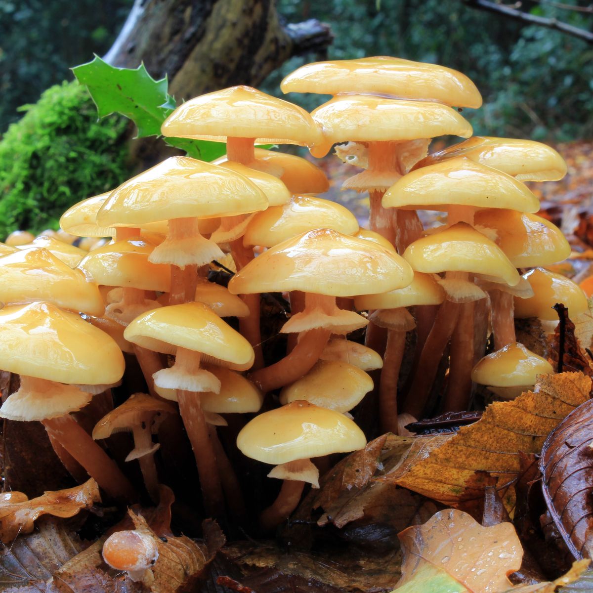 honiggelber hallimasch